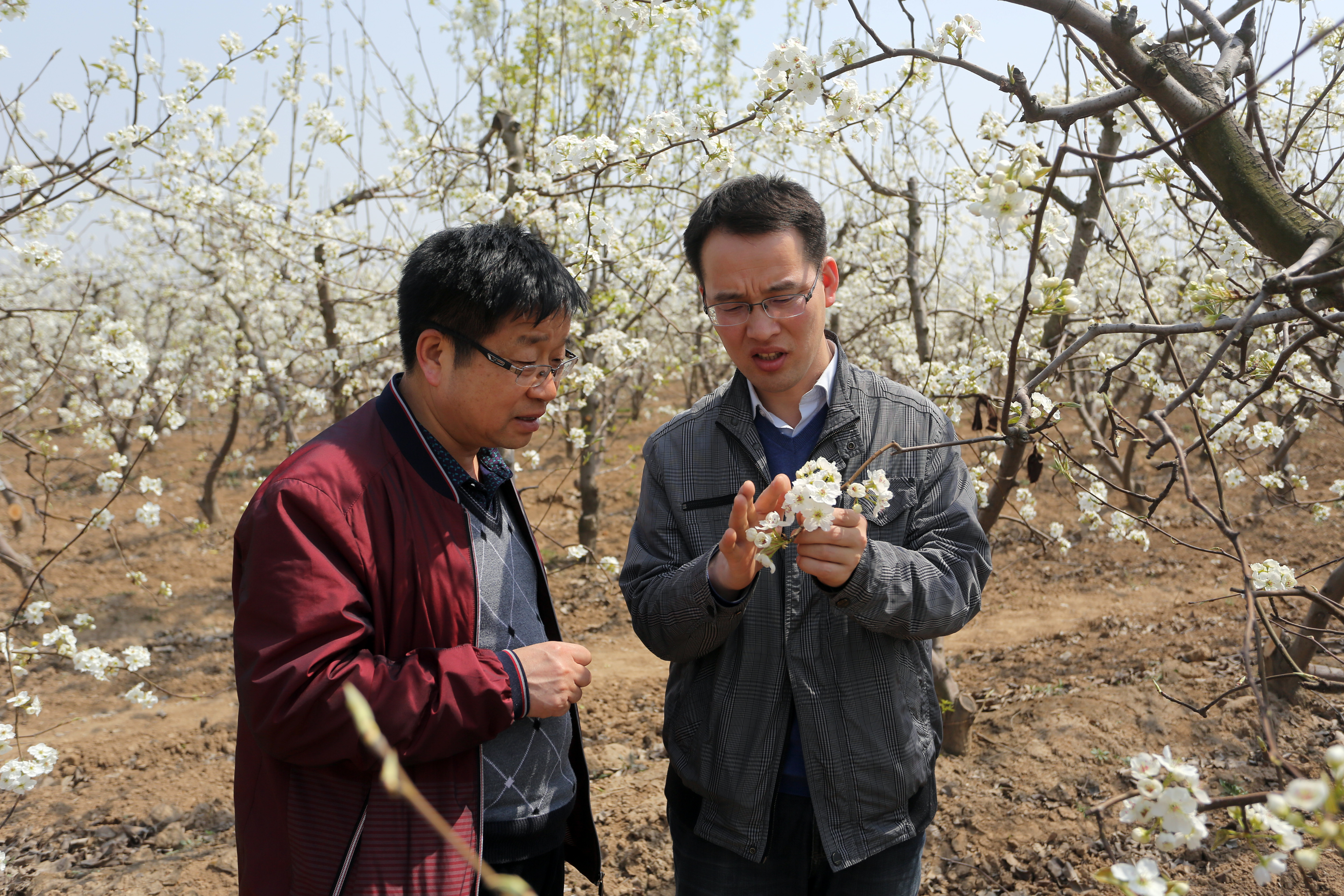 20160328卢青锋与赵晓明博士交流酥梨授粉1.JPG