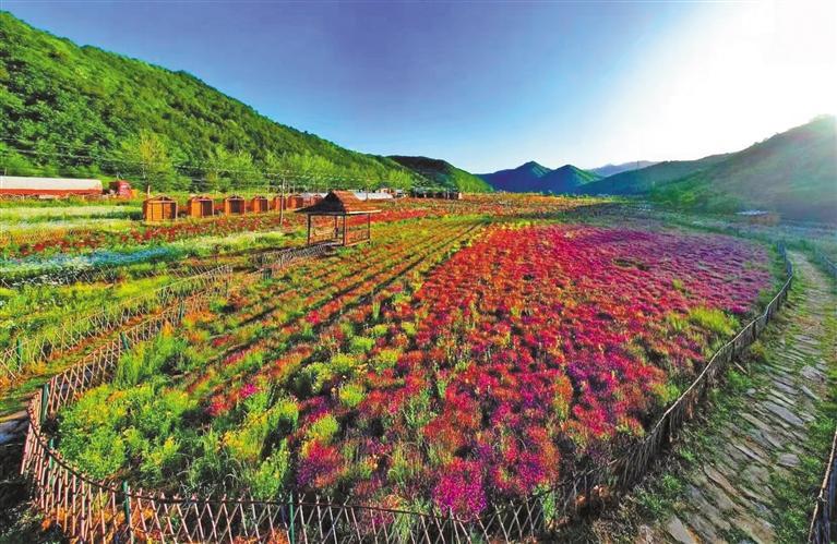 阳光下的太白县花海。