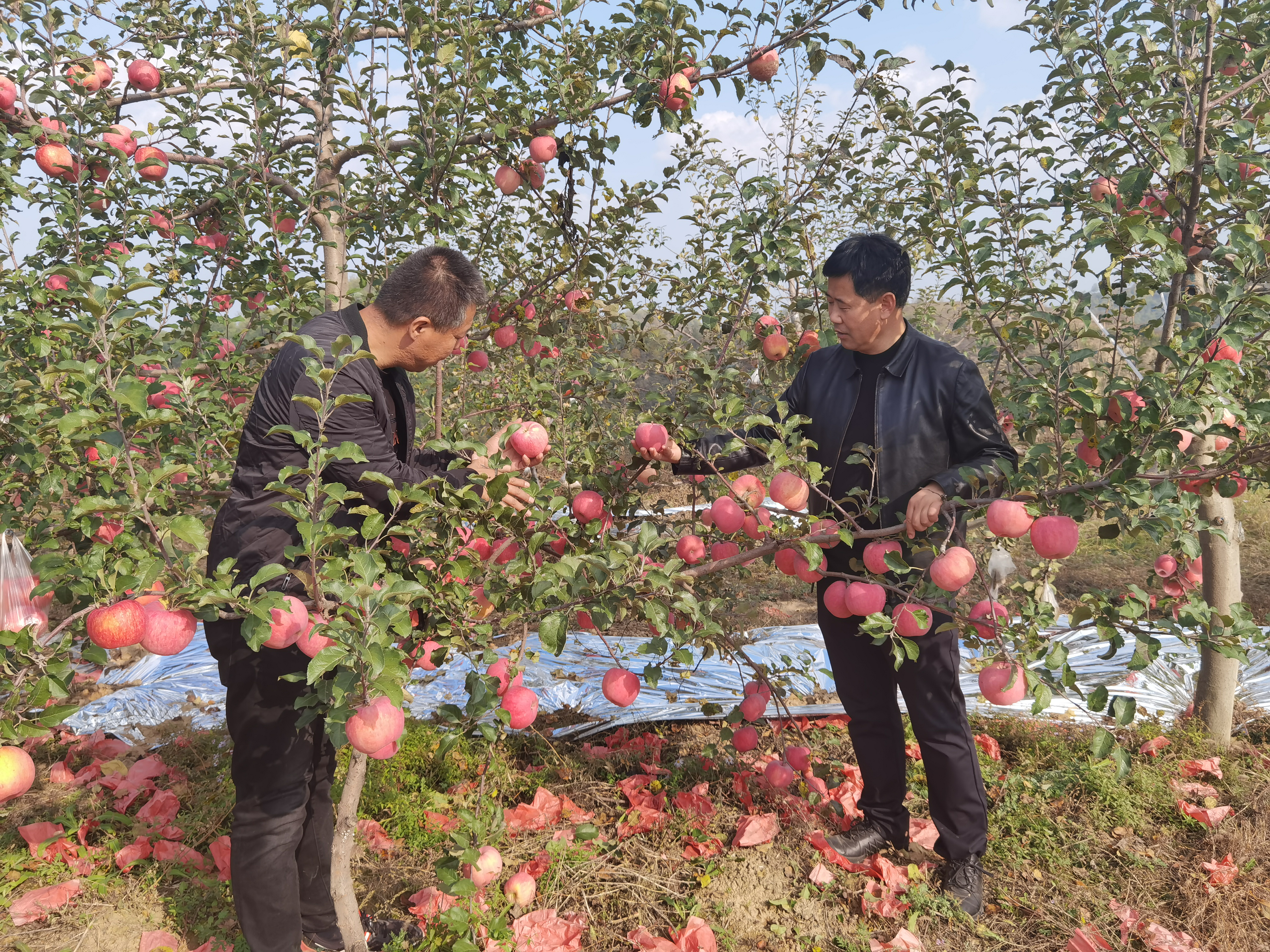 图片1.png