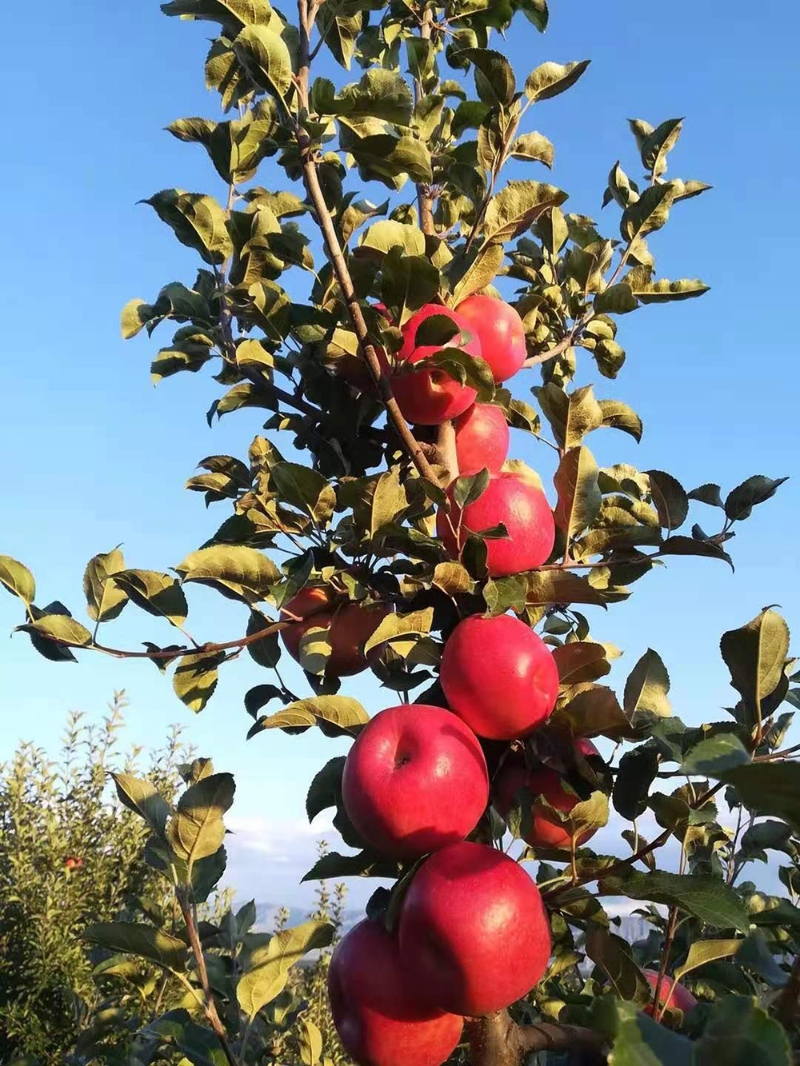 415823_800x4096.jpg 415823_800x4096.jpg