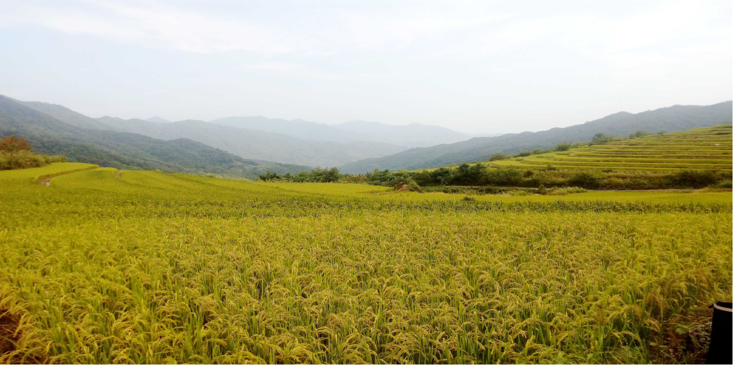 改造后的草林村高山冷水稻梯田.png