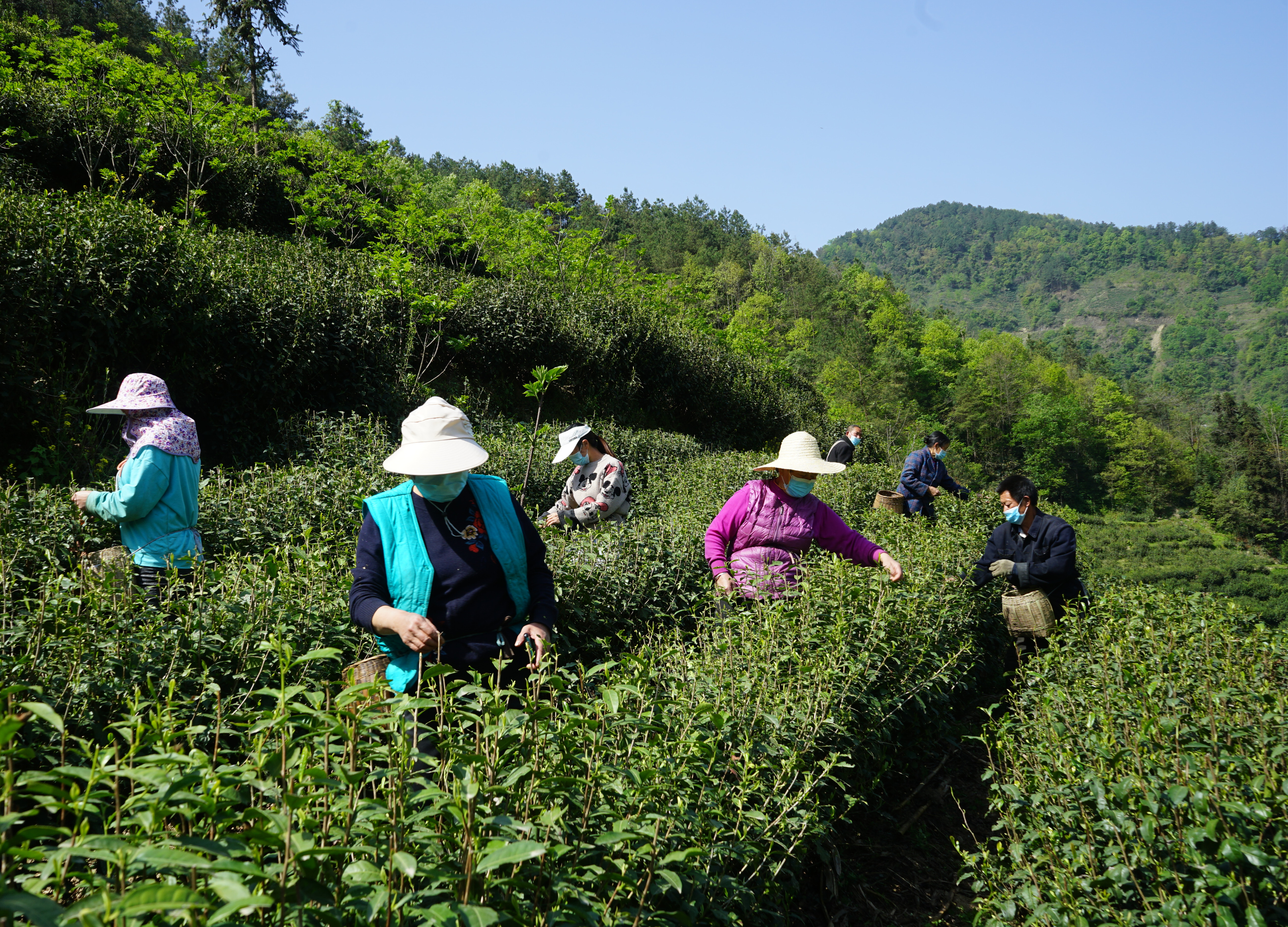 红椿镇群众在采摘春茶 甘远摄.JPG