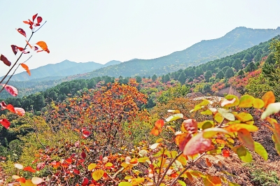 739026_luhui_1587717785025_b.jpg