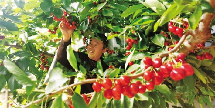 在澄城县庄里镇永内村，果农正在采摘樱桃。 本报记者 武丹摄.jpg