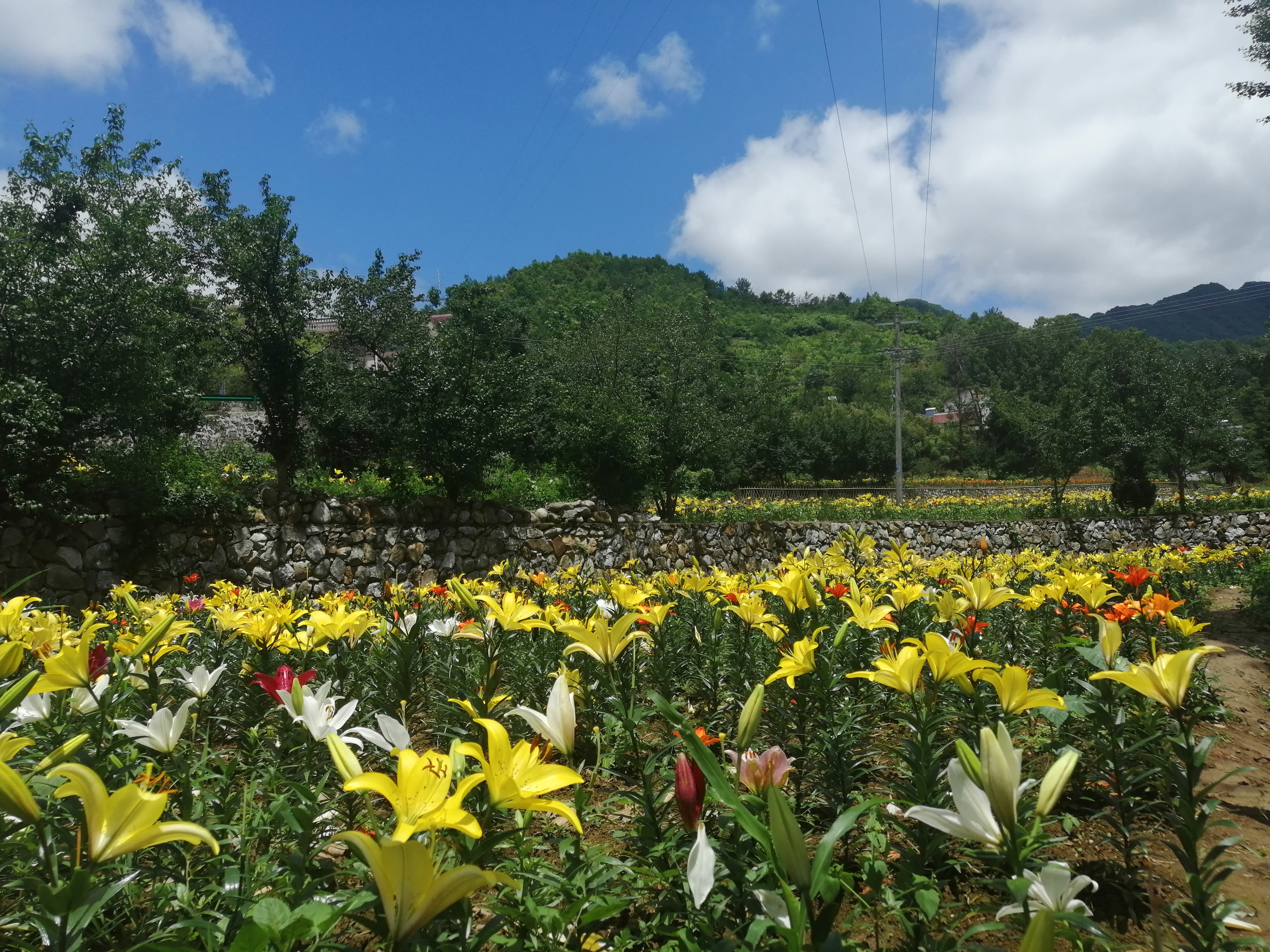 百亩百合花基地.jpg