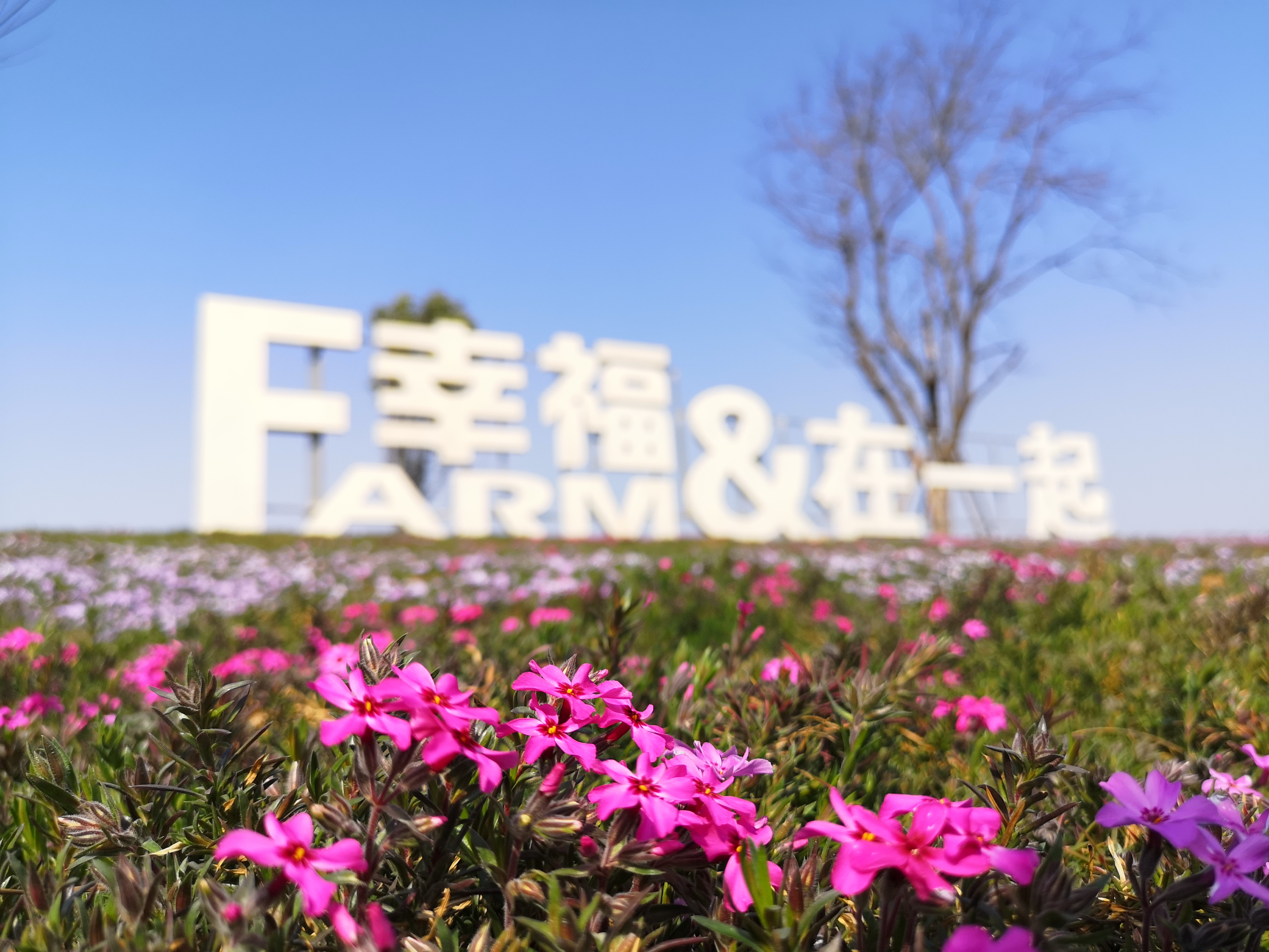 幸福在一起 花海.jpg